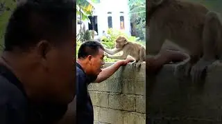 Cute, Monkey Looking for Fleas