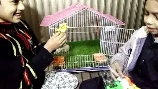 Winter Vacation Vlog⛄|Home based Activities😊 |Hum ney paley bohat say Animals😻🎠