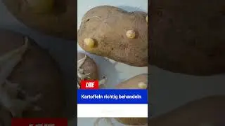 🥔⚠️ Gekeimte Kartoffeln &ndash; noch essbar oder lieber wegwerfen