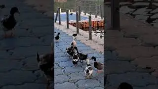 Ducks #aksharvihar #bareilly #shorts #pets #birds #birdwatching