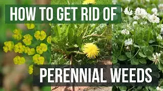How to Get Rid of Perennial Weeds (Stop Weeds From Growing Back)