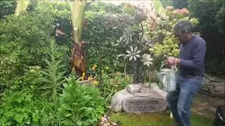 Feeding And Maintaining Banana Plants In Containers