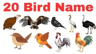 20 Birds Name in Hindi & English | पक्षियों के नाम हिंदी और अंग्रेज़ी में | Birds Name for Kids