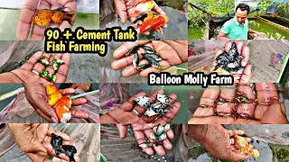 Cement Tank Fish Culture|Angel Verity,Short Body,Guppy,Ranchu,Tri-Colour,Molly|Fish Farm Visit