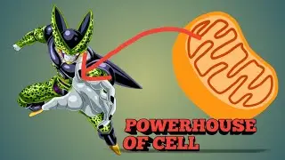 Mitochondria-The powerhouse of cell |Why did mitochondria call the powerhouse of a cell?