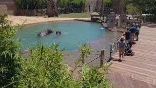 New Elephant Habitat Expansion Now Open!