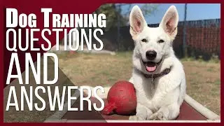 Dog Training Questions and Answers with Nate Schoemer | Part 3