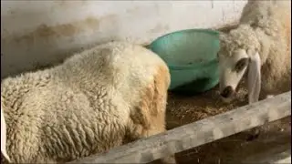 LIVE with my cute LAMBS #lambs #lambslife