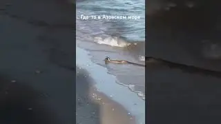 Poisonous snakes bred in the Sea of Azov