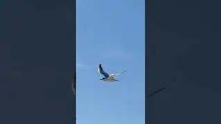 #terns #birds #beach #beachbirds #nature #wildlife #birdsinflight