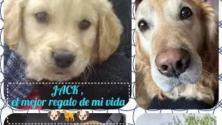 Jack , Mi m&aacute;s grande amor ❤️🐶🦮#perrito #mascota #sentimientosreales #mimejoramigo #ultimoadios#viral