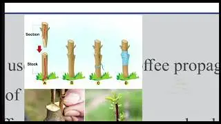 Ethiopian Grade 12 Agriculture unit 4 part 2 propagation 