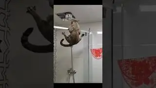 Cats acting weird! Funny cats video Part 1