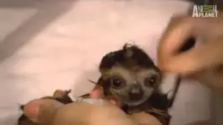 EEE