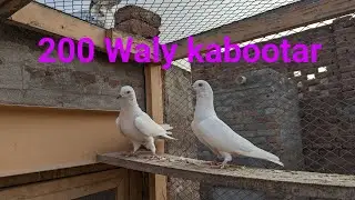 200 Waly kabootar  Mughal birds 92 kotmomin  Bhai Zafar 03457779445 kotmomin