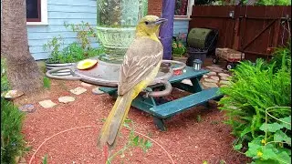 Nonstop Hooded Orioles & Hummingbirds Clash Over Feeder | Backyard Bird Drama in San Diego!