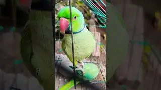 papa Ka Sundar beta Mitthu😍🦜💝 #parrot #talkingparot #birds