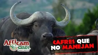 Rápidos y cafres en Africam Safari | Búfalos cafre 🐃 el animal más temido de la sabana africana