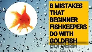 8 mistakes that beginner fishkeepers do with goldfish
