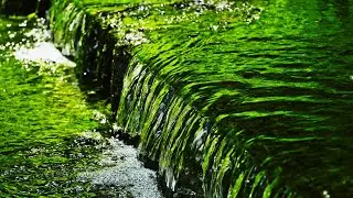 Best Relaxing River Sounds Peaceful Forest River  1 Hours Long   Nature Video