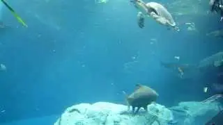 Trichechus manatus
