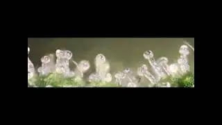 Advanced Grow Labs