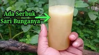 Ciri Khas Madu Kaliandra Yang Murni