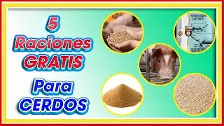 Fórmulas GRATIS para cerdos de patio ǀ M Sc. Jannin Hernández Blandón