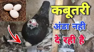 Kabootari Ande Nhi De Rhi H Kya Kre | कबूतरी अंडे नही दे रही है तो क्या करे❤🕊