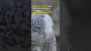 Uncovering The Meaning Behind Bird Tattoo Designs // Scar Cover-Up Tattoo Ideas // #Shorts