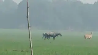 Lil gay dekho kya kar raha hai log