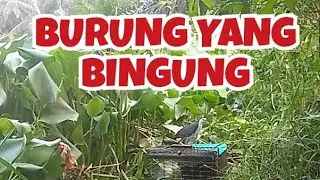 KANDANG JEBAK Burung ruak ruak yang bingung