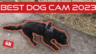 Gopro Hero 11 v Osmo Action 3 v Insta360 Go2. Which is the best dog harness camera?