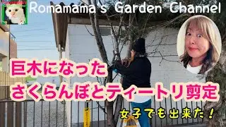 【果樹の剪定】巨木になったさくらんぼとティートリーの木を剪定してみた　#剪定　#果樹栽培