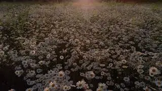 ​🌼 Daisy Dreams​Golden 🍁Hour Blooms ✨​Field Of Endless Petals 🌸#WildflowerMagic 🪄🌼#NaturePeace 🌿