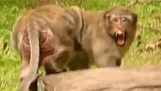 Sweet Pea Monkey Screaming cus King A Chap | Popeye Jumping To Help-  | Monkey App