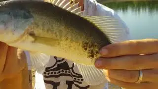 Understanding Bass Feeding Behavior Underwater Footage