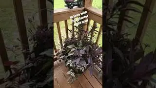 Plant Addiction; Goth Planter [all purple, black, silver foliage] 💜🖤🕸💀🦇