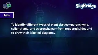 Experiment 12: To identify different types of plant tissues&ndash;parenchyma, collenchyma, and sclerenchym