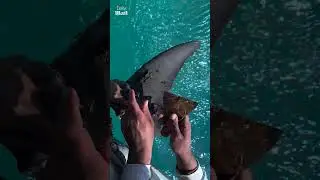 Group of men rescue tangled dolphin