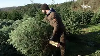 Christbaumkulturen in Niederösterreich