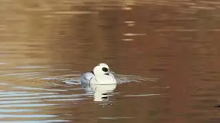 Smew (Salskrake) pruning itself in Lund wastewater ponds, Sweden [2025-12-31] 951