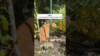 Breaking news:a rare wild orange cat has appeared 👀
