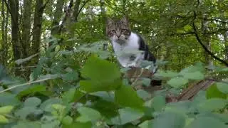 Cat Basingstoke Canal