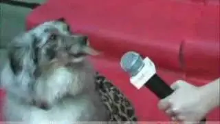 Animals on the Red Carpet