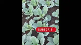 #Kitchen #Garden #Shorts #Viral#reels #||Part-2