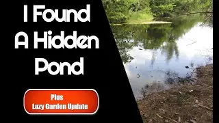 I found a hidden pond in the city plus Lazy garden update September 2020