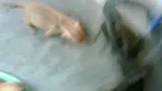 Modighund's
