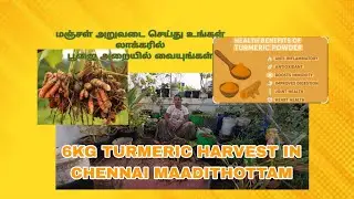 தினசரி மாடி தோட்டத்தில் இன்று | இது தை பட்டம் | மஞ்சள் மங்களகரமாக @RajiGowthaman