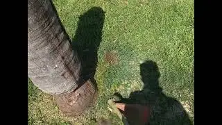 Just edging and weedeating the lawn!  ASMR ??? I don&rsquo;t know.